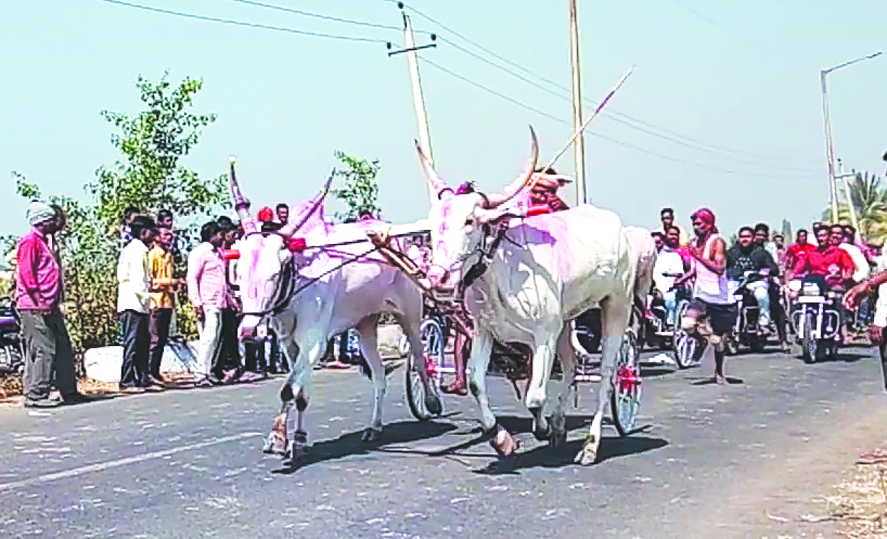 ಜಾತ್ರಾ ನಿಮಿತ್ಯ ಜೋಡೆತ್ತಿನಗಾಡಿ ಸ್ಪರ್ಧೆ
